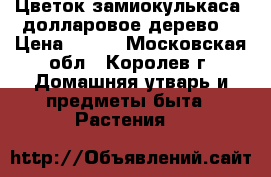 Цветок замиокулькаса (долларовое дерево) › Цена ­ 700 - Московская обл., Королев г. Домашняя утварь и предметы быта » Растения   